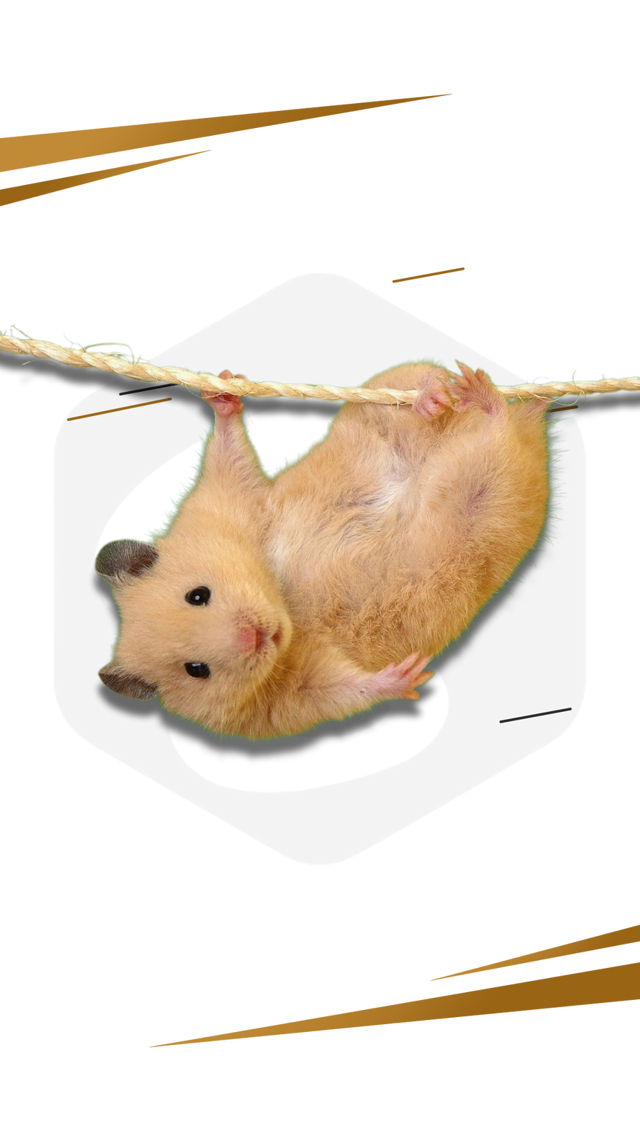 Kisemlősök
