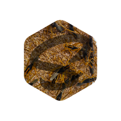 Közepes méretű keleti vándorsáska