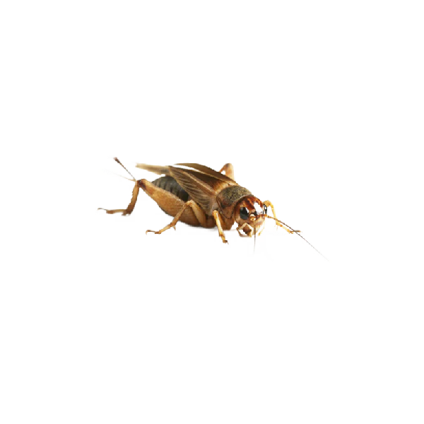 Közepes Méretű Banán tücsök