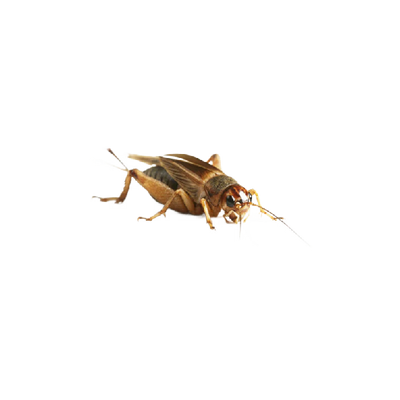 Közepes Méretű Banán tücsök