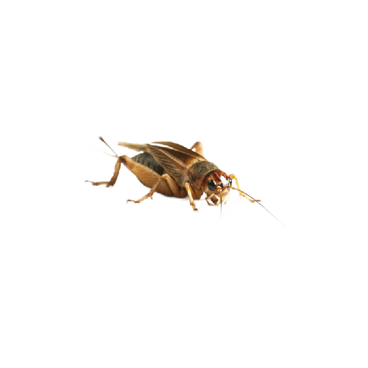 Közepes Méretű Banán tücsök