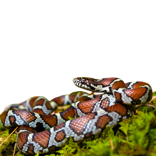 Királysikló - Lampropeltis