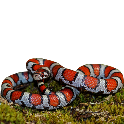 Királysikló - Lampropeltis