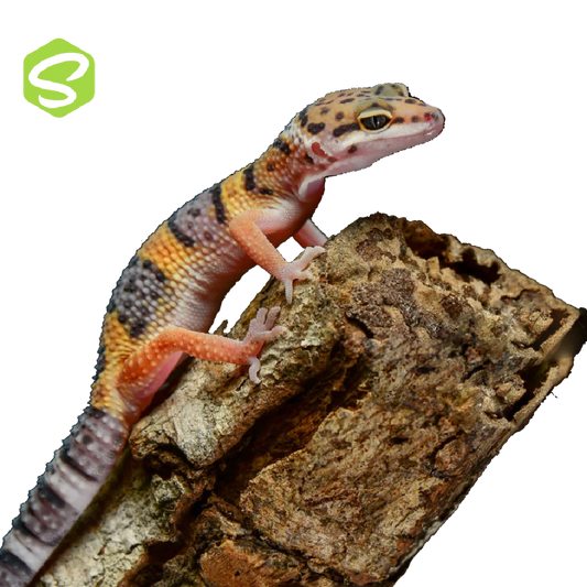 Leopárd Gekkó Szett