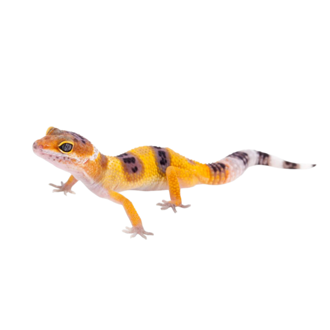 Leopárd Gekkó - Eublepharis macularius