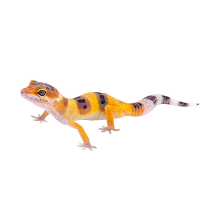 Leopárd Gekkó - Eublepharis macularius