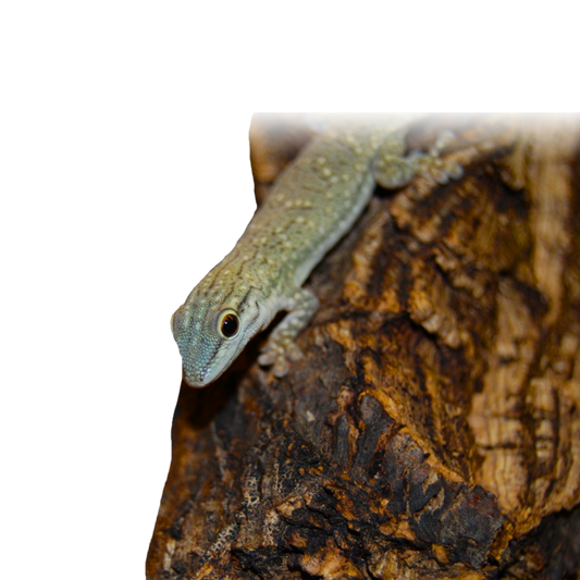 Phelsuma Mutabilis