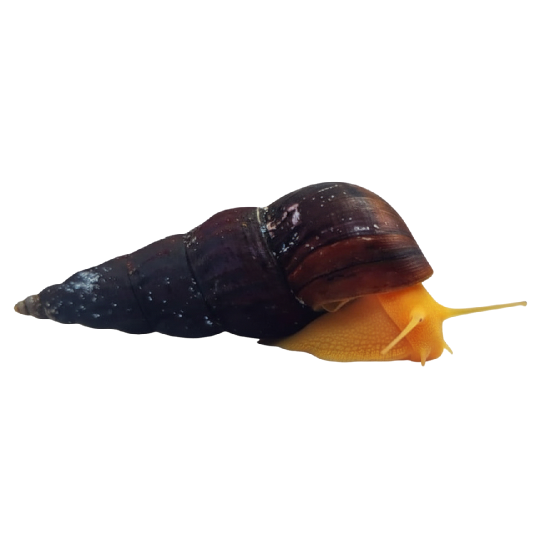 Nyúlcsiga - Tylomelania sp.