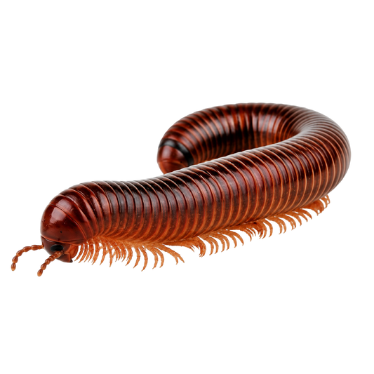Ophistreptus Guineensis