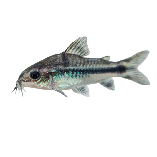 Fekete-foltos díszmárna - Corydoras paleatus