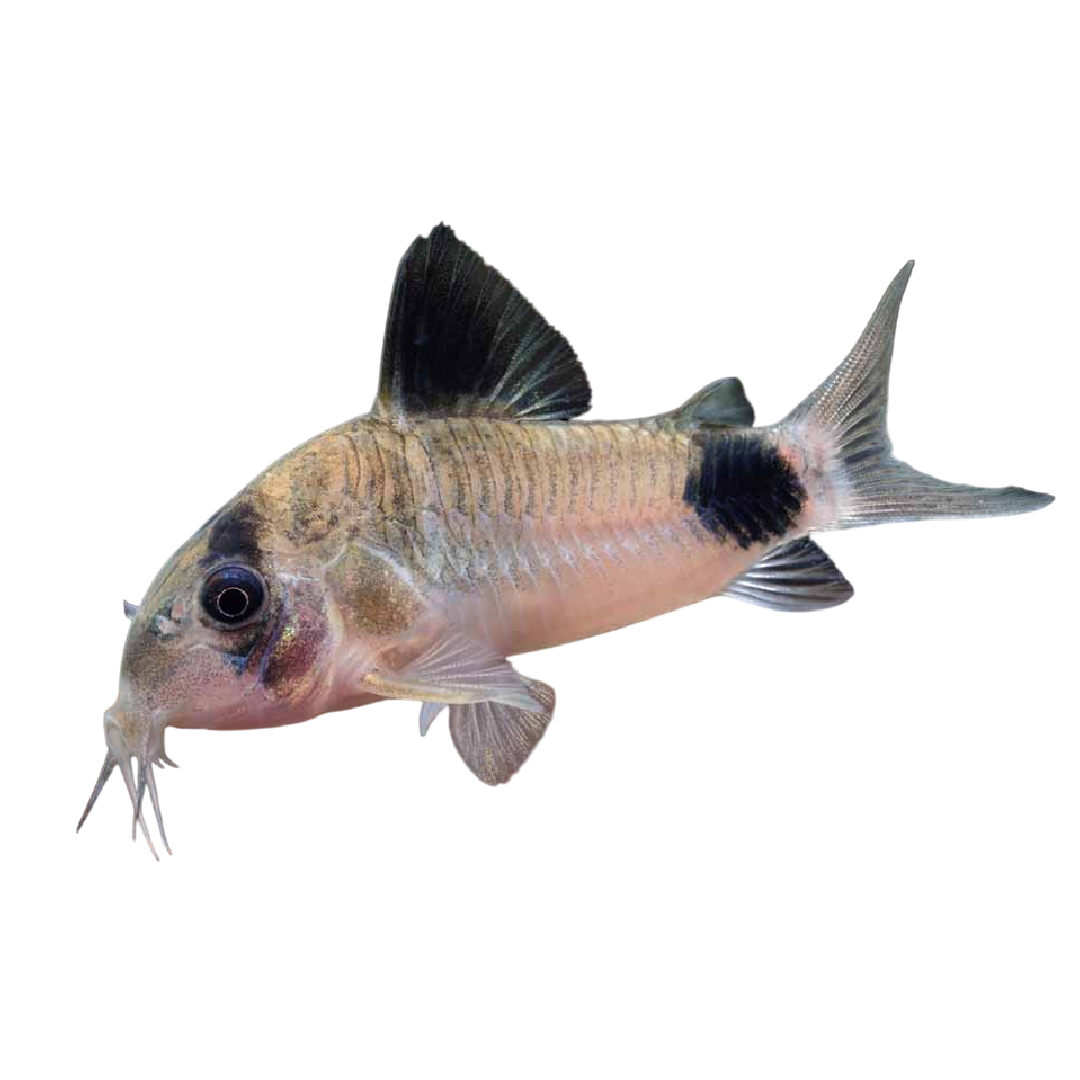 Panda-díszmárna - Corydoras panda