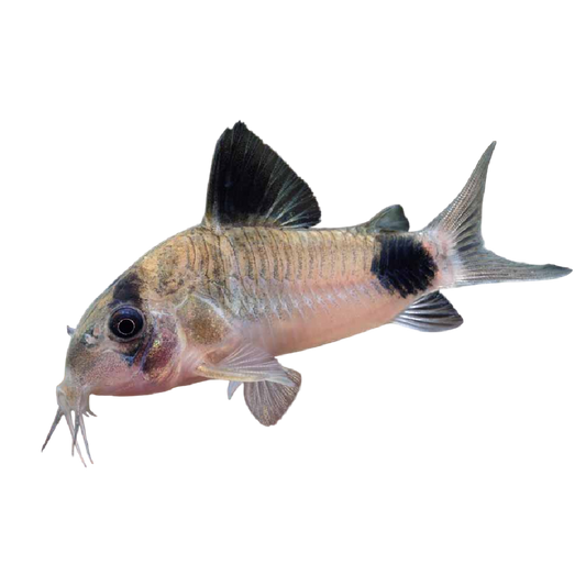 Panda-díszmárna - Corydoras panda