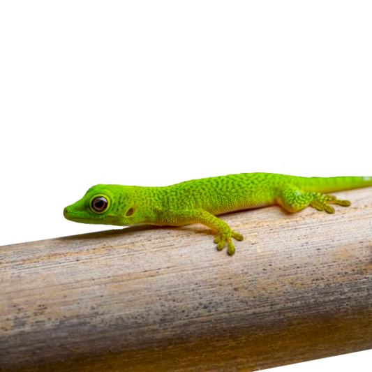 Phelsuma Parkeri