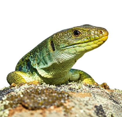 Pávaszemes Gyík - Timon lepidus