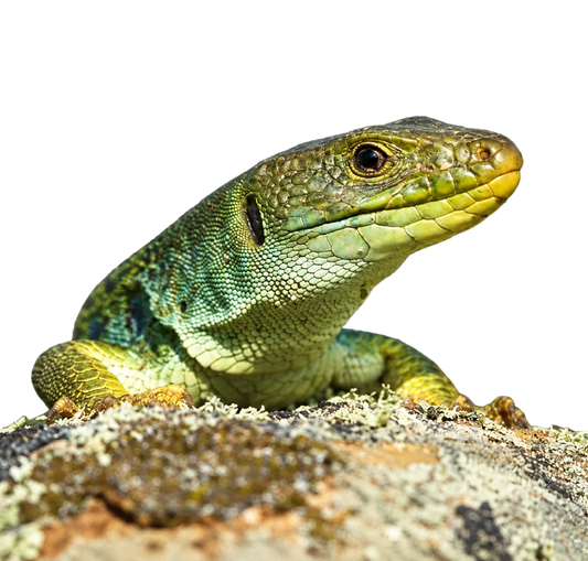 Pávaszemes Gyík - Timon lepidus