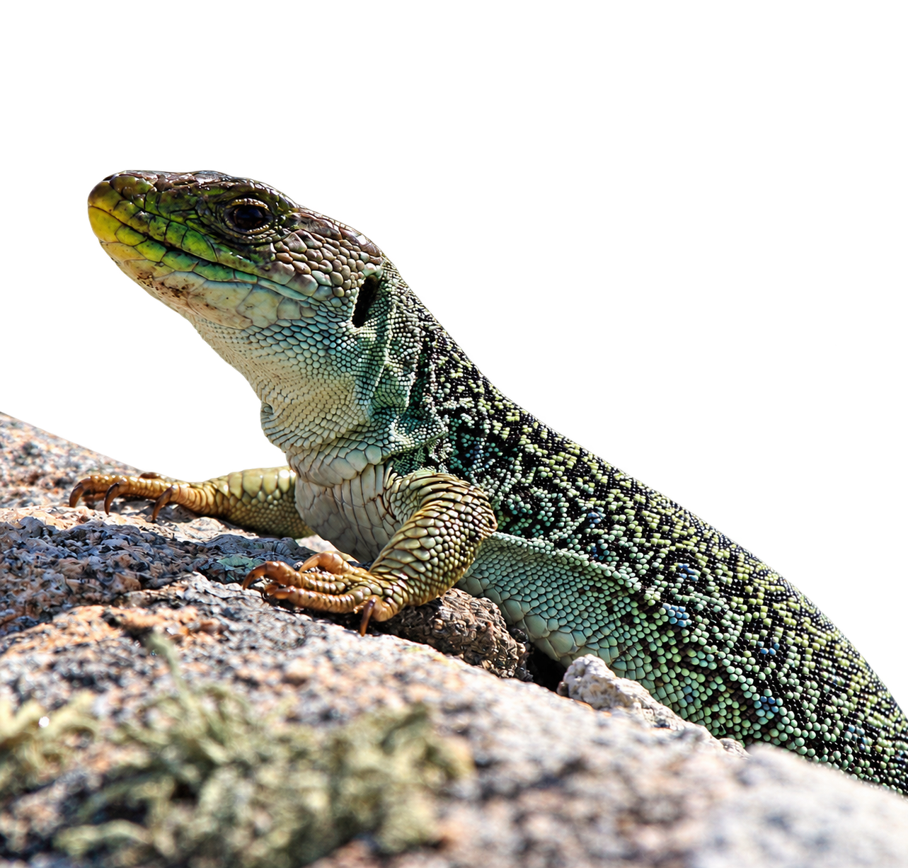 Pávaszemes Gyík - Timon lepidus