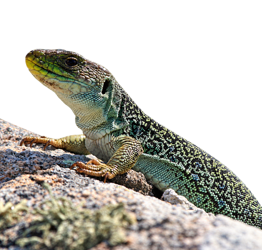 Pávaszemes Gyík - Timon lepidus