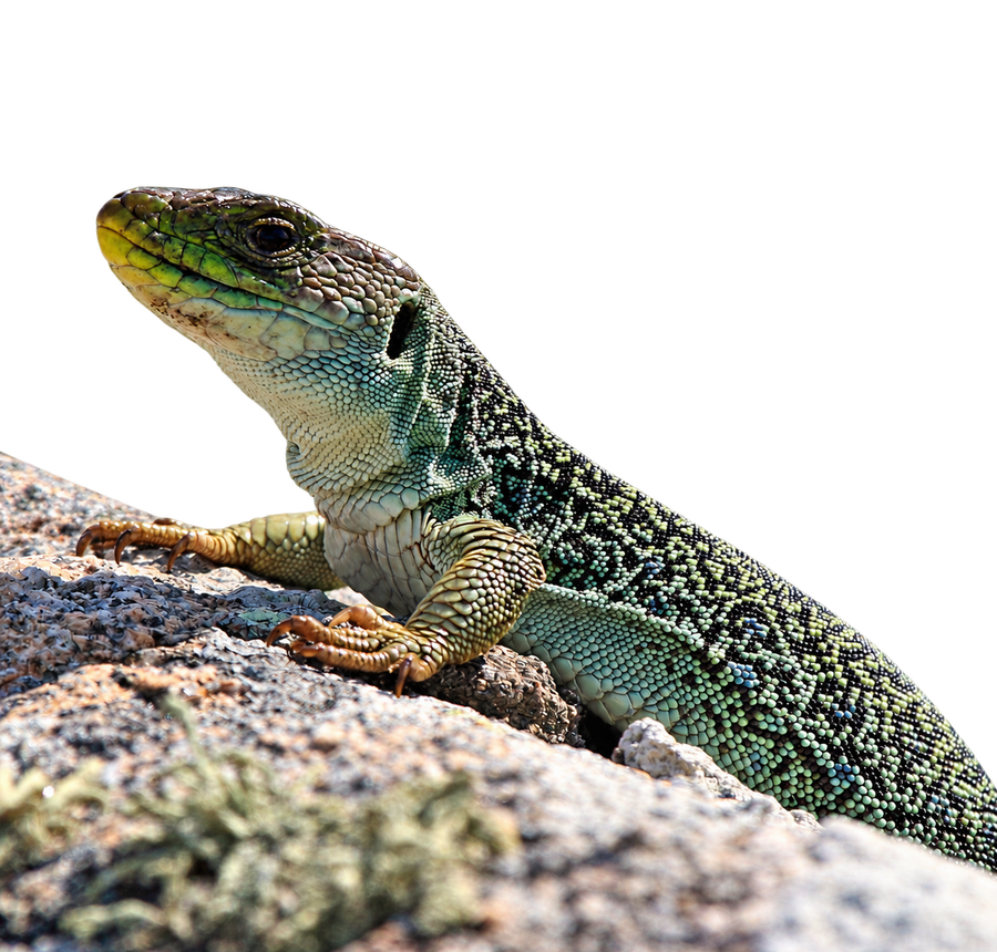 Pávaszemes Gyík - Timon lepidus