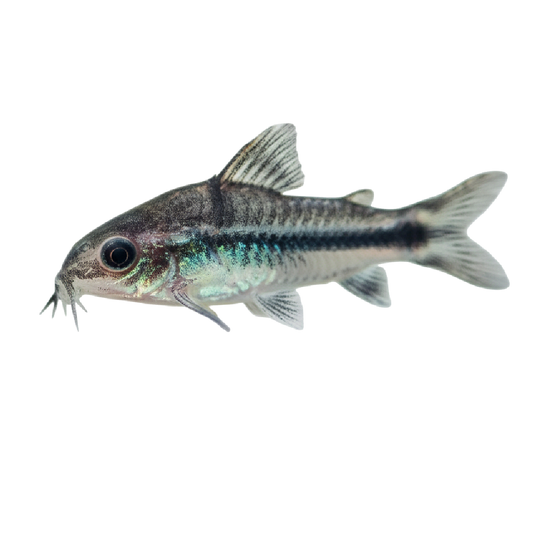 Törpe-díszmárna - Corydoras pygmaeus