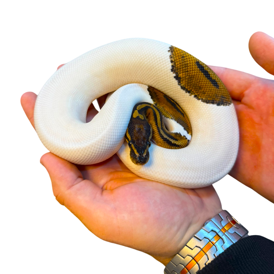 Királypiton - Python Regius