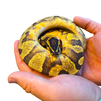 Királypiton - Python Regius