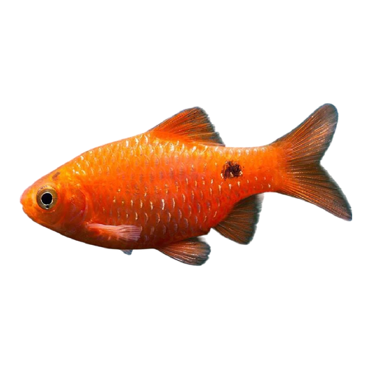 Rózsás díszmárna