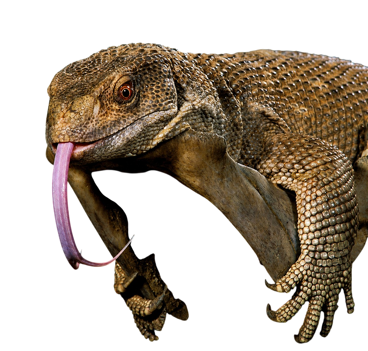 Szavanna Varánusz - Varanus exanthematicus