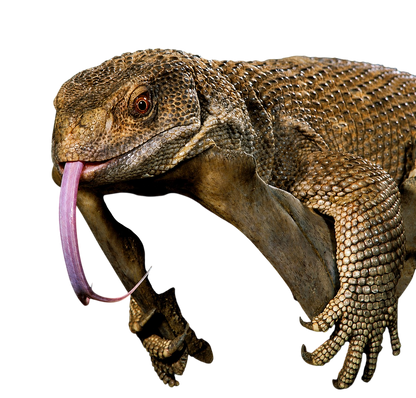Szavanna Varánusz - Varanus exanthematicus