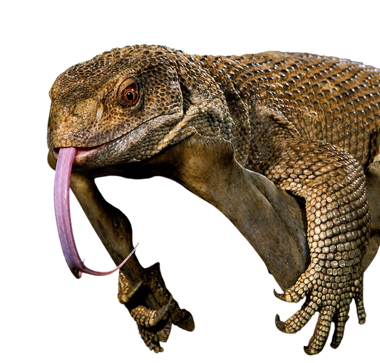 Szavanna Varánusz - Varanus exanthematicus