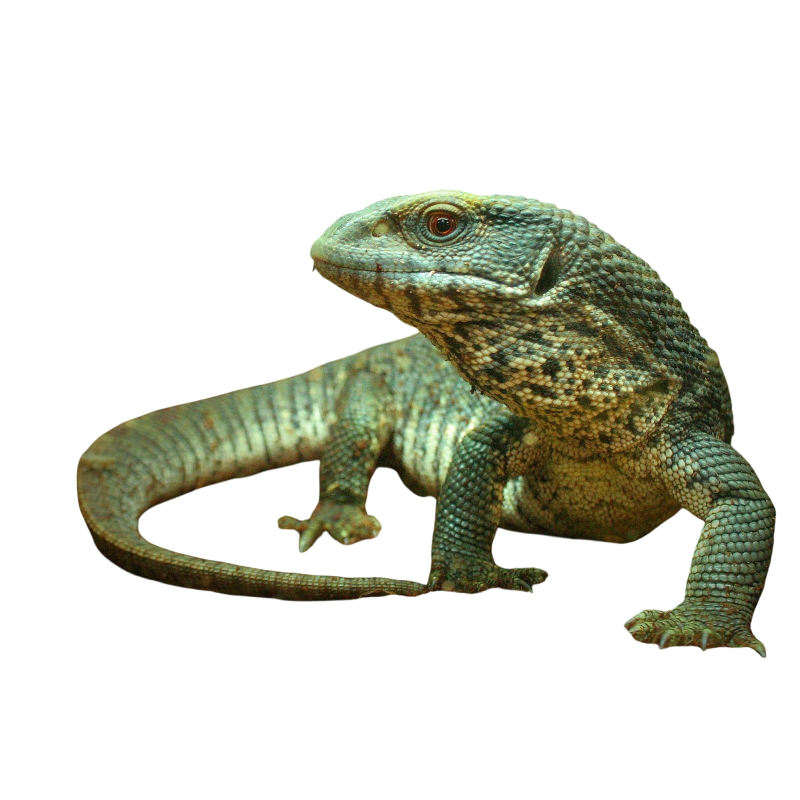 Szavanna Varánusz - Varanus exanthematicus