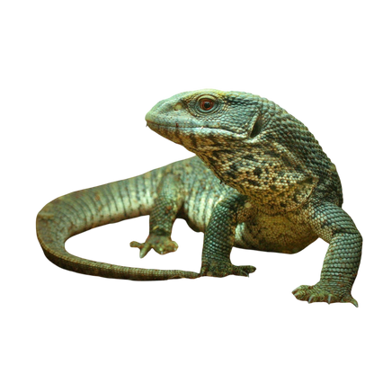 Szavanna Varánusz - Varanus exanthematicus