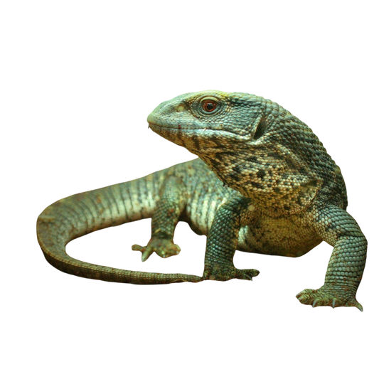 Szavanna Varánusz - Varanus exanthematicus