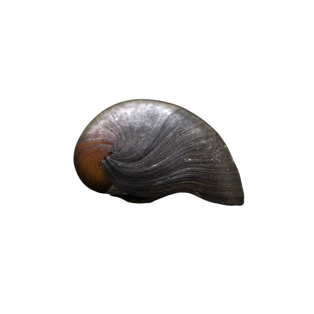 Sisakcsiga - Pomacea sp.