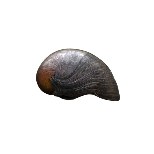 Sisakcsiga - Pomacea sp.