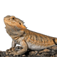 Agámák