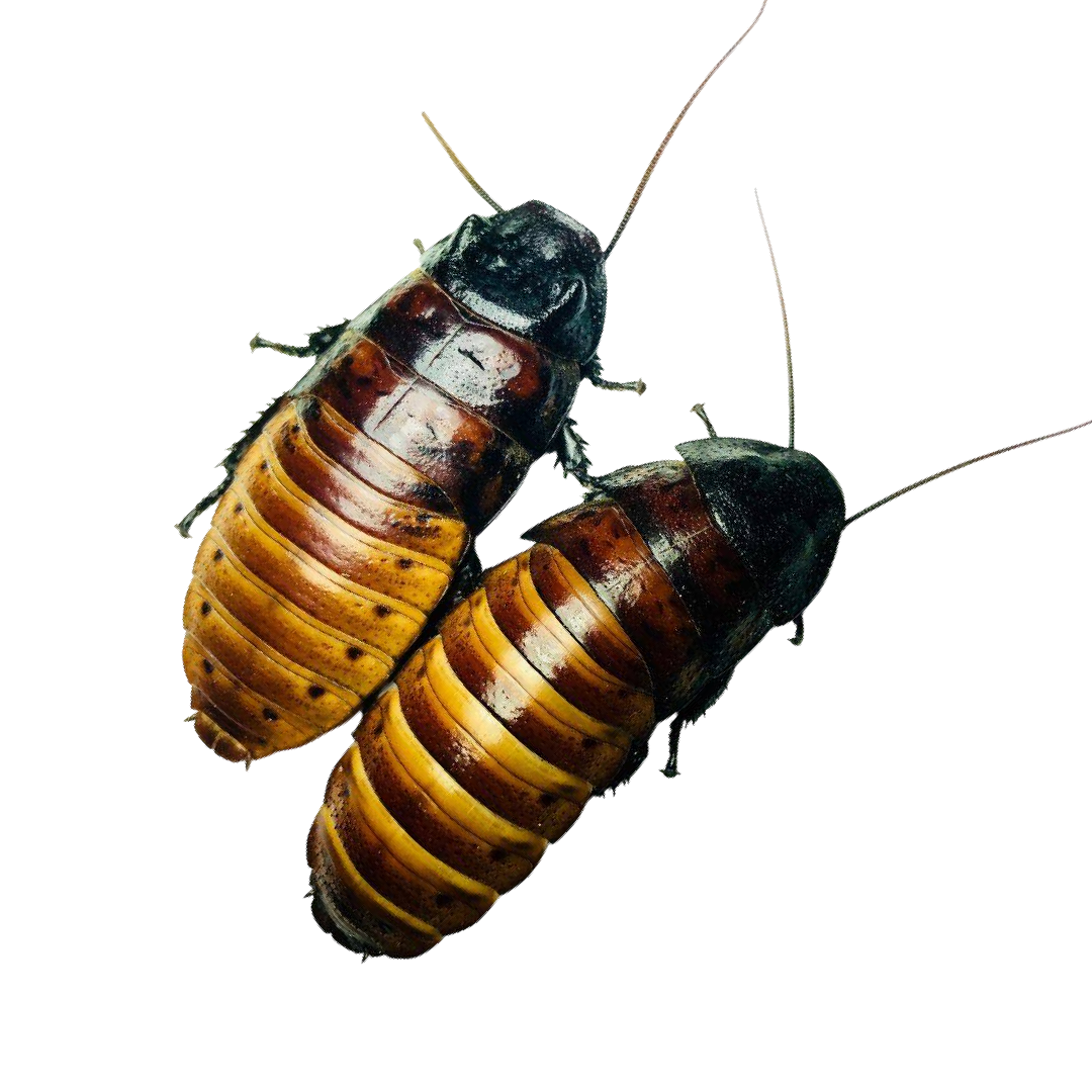 Princisia vanwaerebeki - Princisia-sziszegő csótány