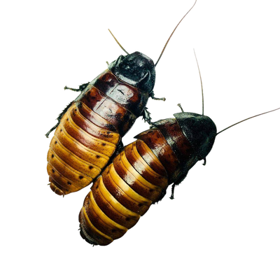 Princisia vanwaerebeki - Princisia-sziszegő csótány