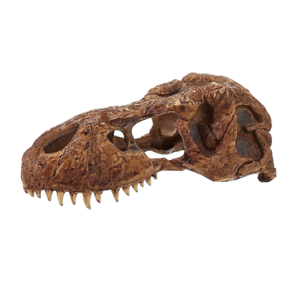 Exo Terra T-Rex Koponya
