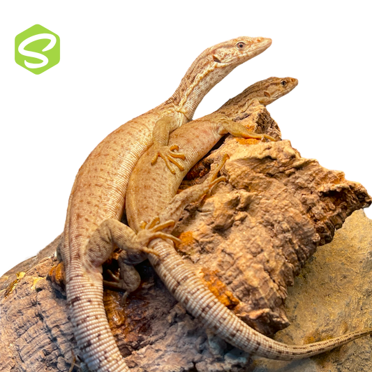 Kingorum Varánuszok – Sindler Reptiles