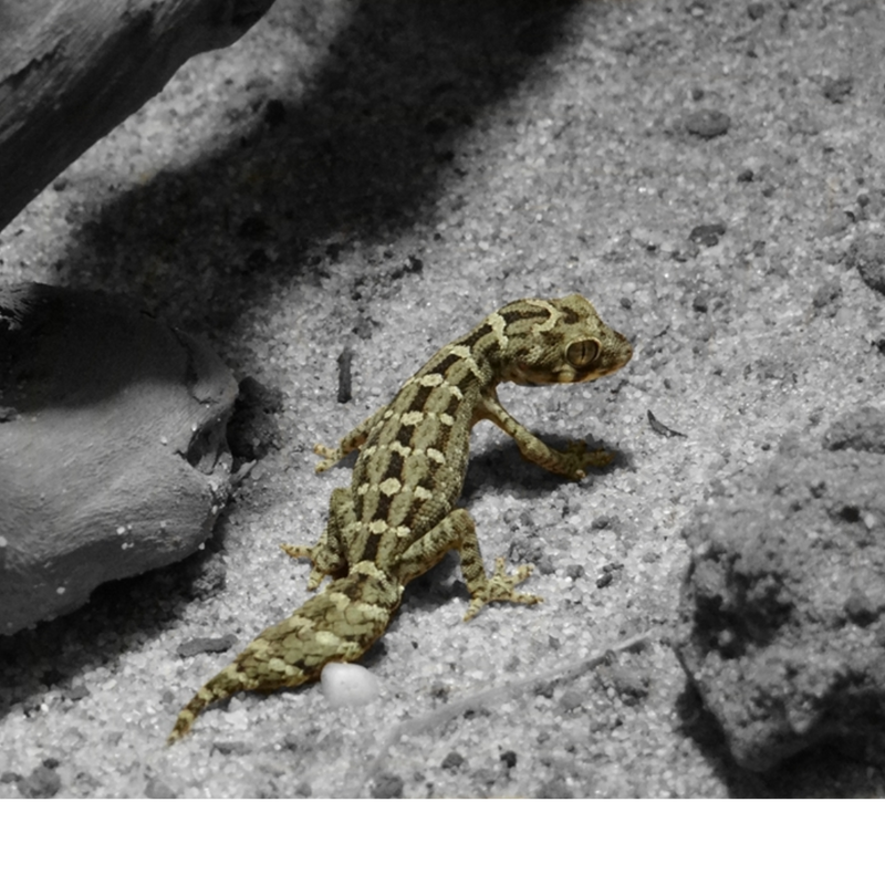 Vipera Gekkó
