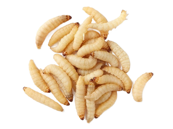 Viaszmoly lárva