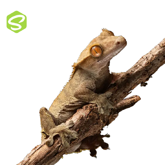 Vitorlás Gekkó Szett