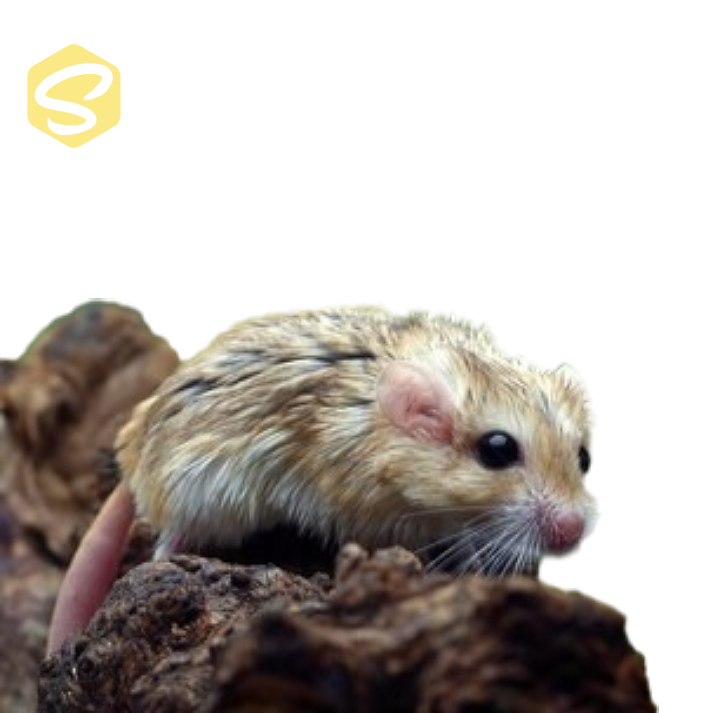 Zsírfarkú Egér