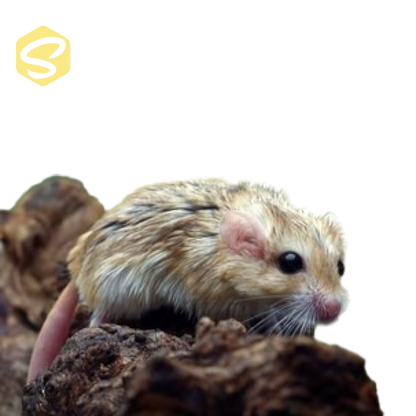 Zsírfarkú Egér